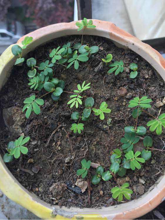 怎么养含羞草才容易开花,如何饲养含羞草有哪些注意事项