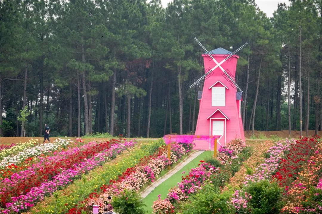 南京溧水千亩玫瑰,南京玫瑰园千亩花海迎来盛花期