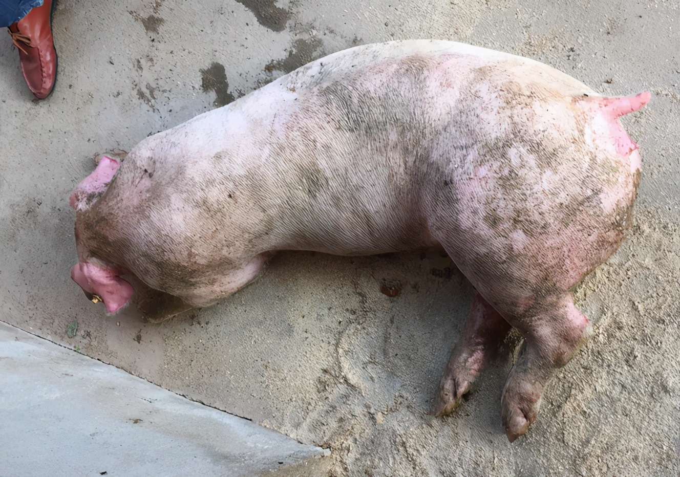 猪流行性腹泻的症状及防治措施,猪流行性腹泻传染性胃肠炎怎么治