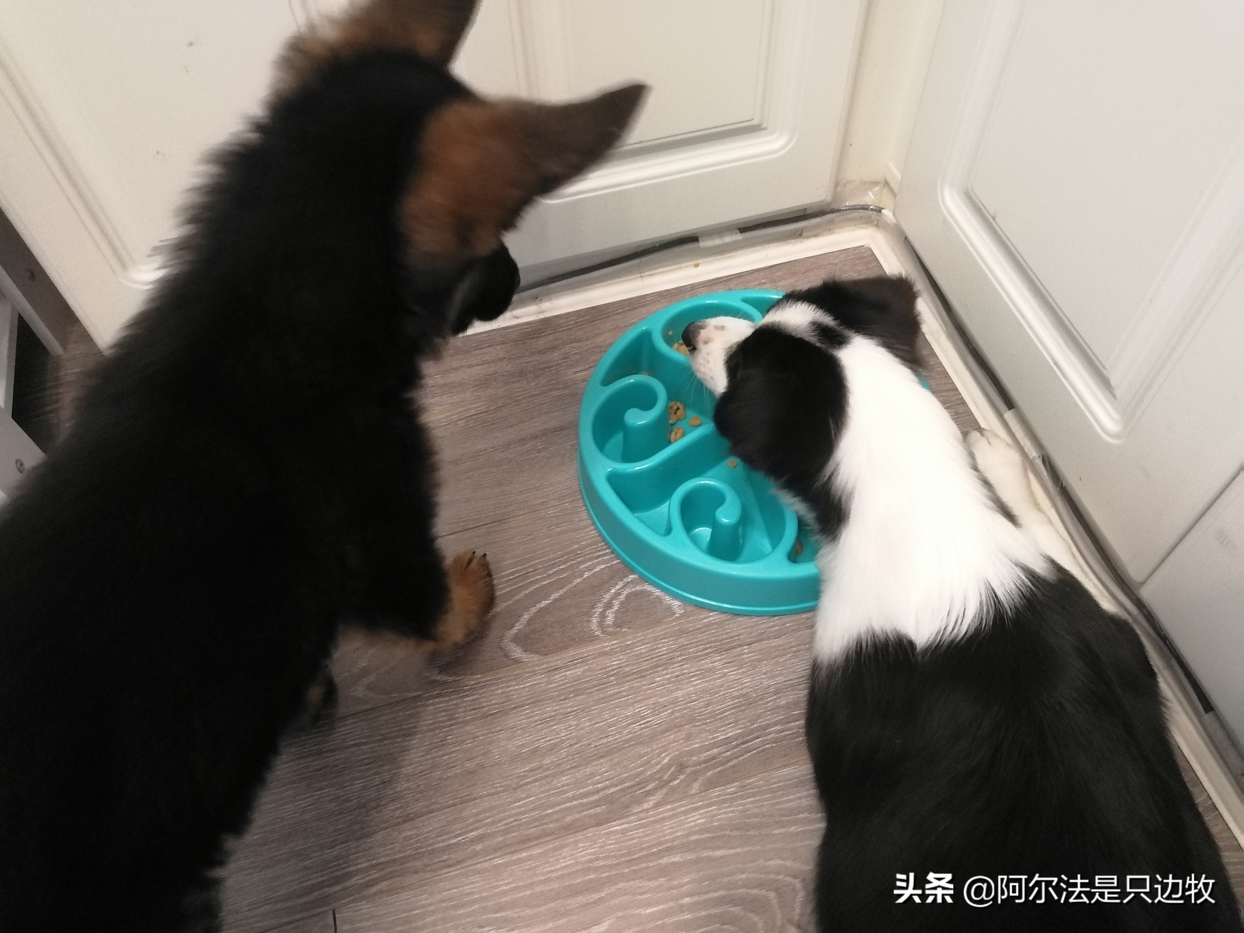 几乎每个狗狗都吃过屎？狗吃屎的原因是什么，如何才能解决