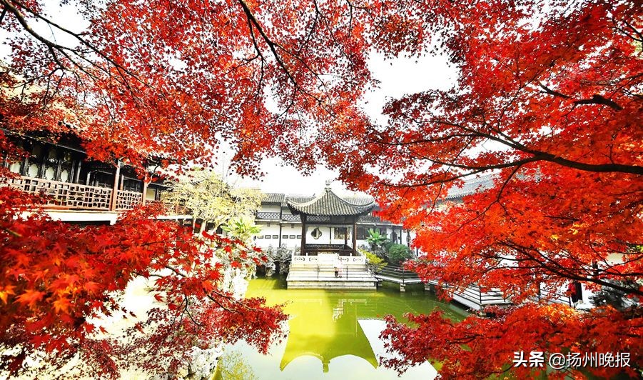 2018年冬天扬州赏花攻略,扬州11月秋景打卡地