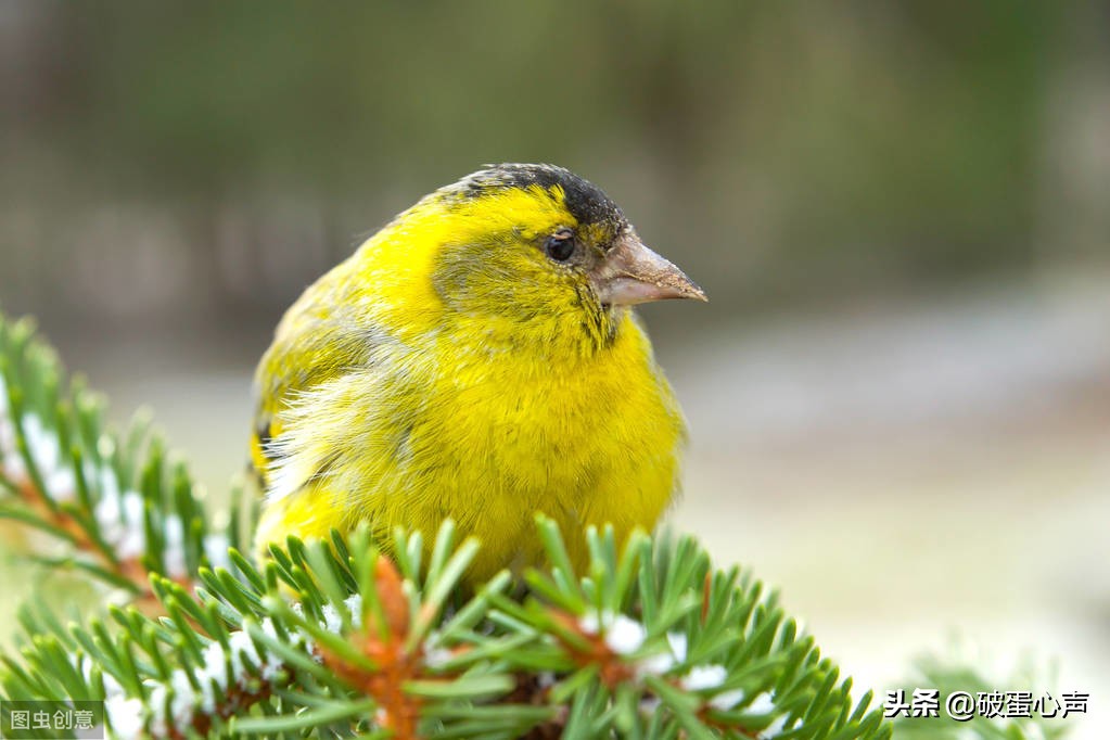 螳螂捕蝉黄雀在后黄雀后面是什么,螳螂捕蝉黄雀在后的黄雀是什么鸟