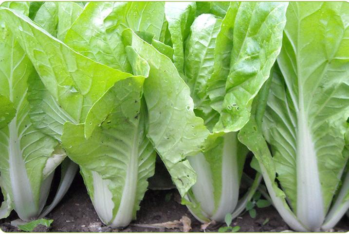 丈母娘说大白菜不用洗，我掰开洗，她嫌我浪费水，大家说用洗吗？