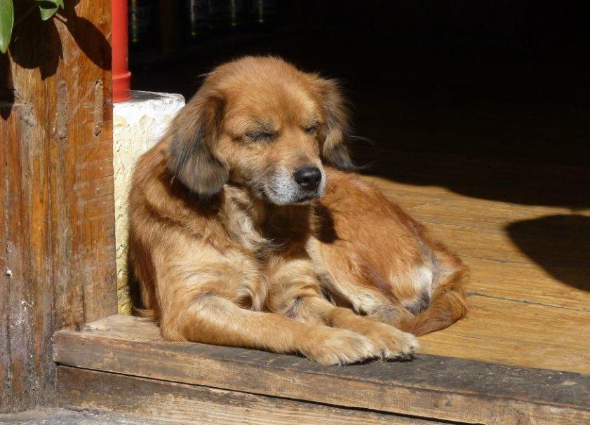 狗狗产后掉毛严重怎么办,狗狗掉毛吃维生素管用吗