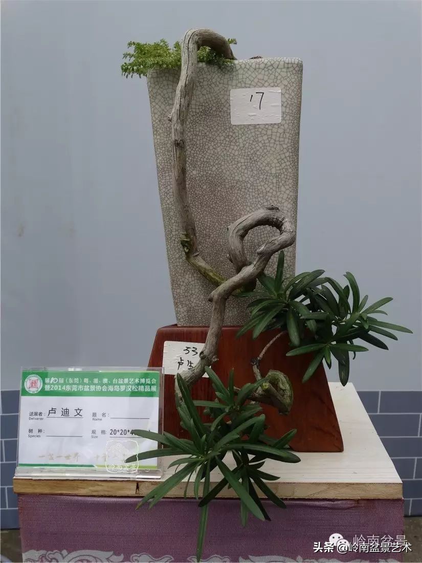 罗汉松盆景开运招财，非其莫属！清风雅韵，当之无愧！