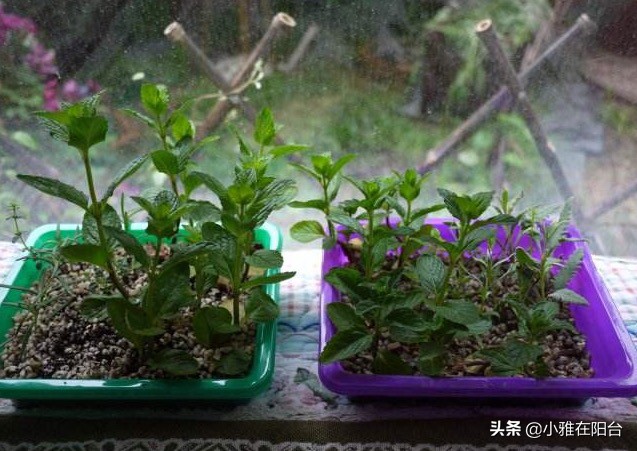 薄荷枝横着种,薄荷一棵能种成一盆吗