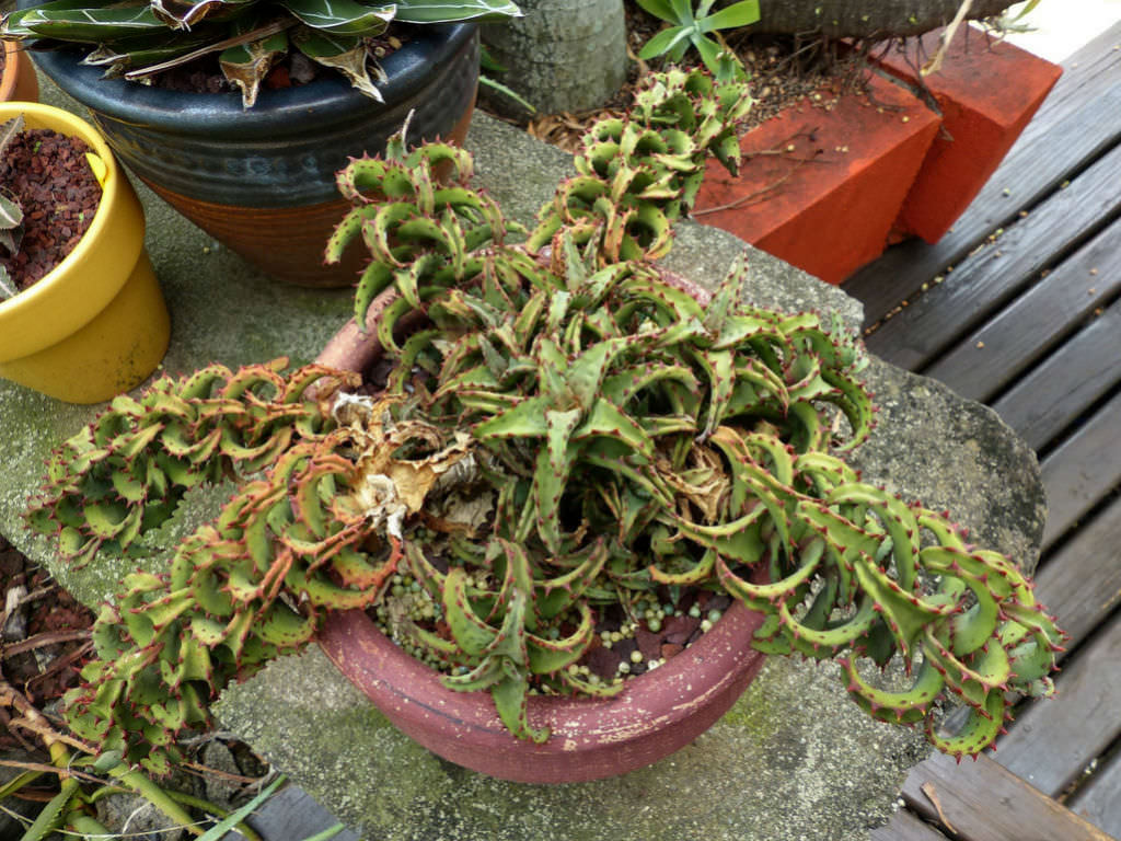 园艺观赏芦荟,园艺芦荟图鉴说明