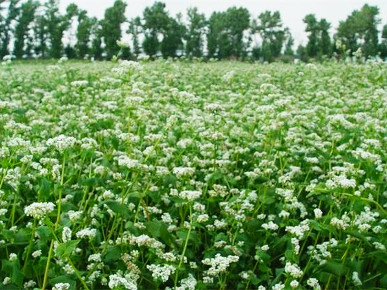 苦荞茶糖尿病患者喝好吗,苦荞怎么做适合糖尿病吃