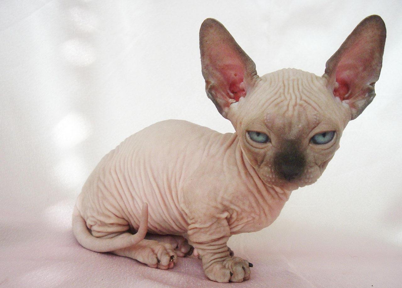 全网最好看的斯芬克斯无毛猫,最漂亮的斯芬克斯猫