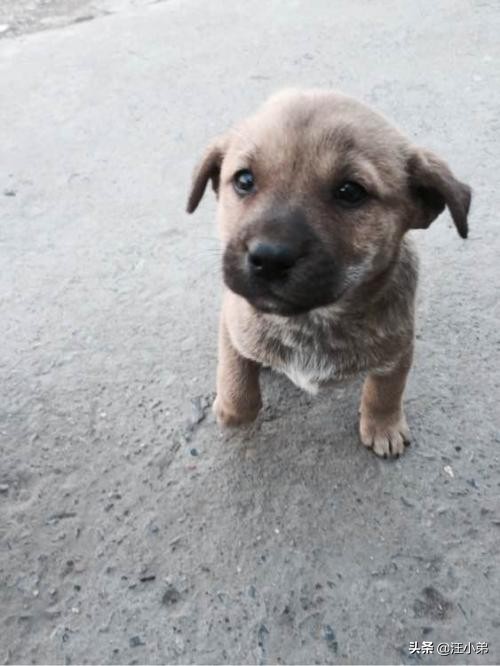 小土狗喝哪种奶粉,两个月大的小土狗可以喝驼奶粉吗