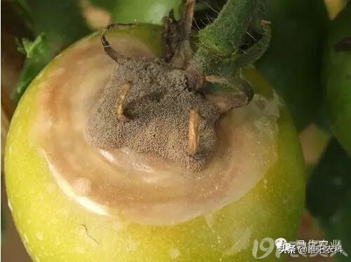 灰霉病很顽固,难根除,教你几个最有效的防治方法