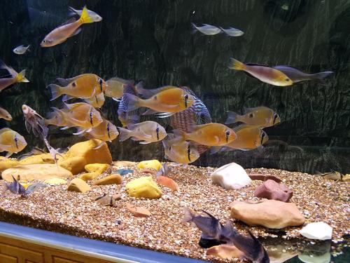 为什么异型鱼看到你会躲避,异型鱼出现问题的几个特征