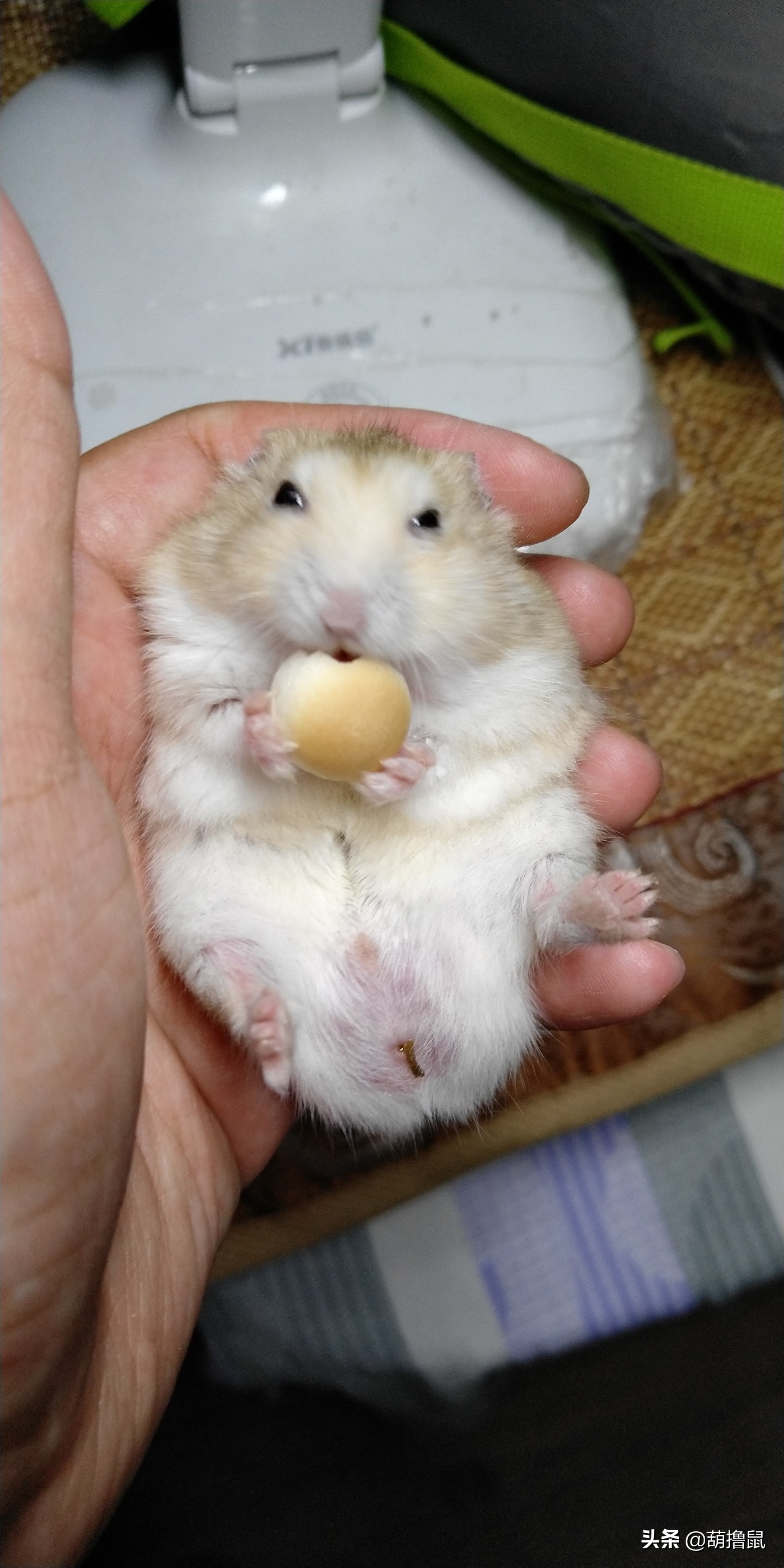 仓鼠怀孕后的注意事项,仓鼠生育注意什么事项图片