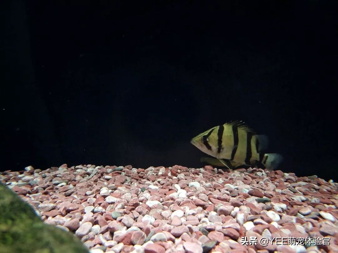 养泰国虎鱼水里用加盐吗,养泰北虎需要加盐吗