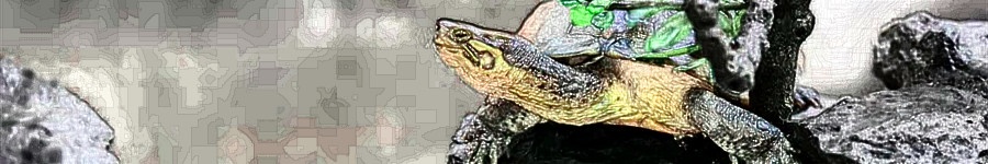 刚出壳的小乌龟卵黄袋怎么处理,乌龟产软壳蛋咋办