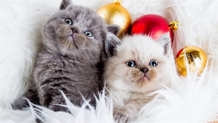 养猫扰民怎么投诉,想养猫但是猫扰民怎么办