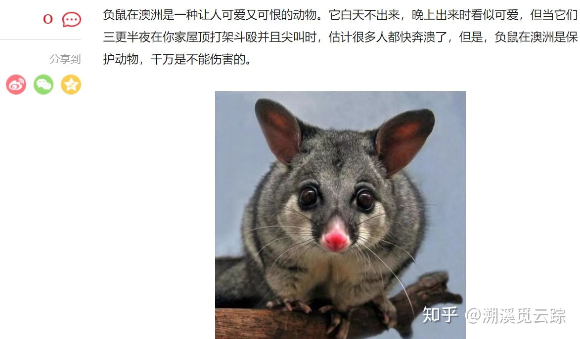 有哪些容易被认错的动物,容易被欺负的动物有哪些