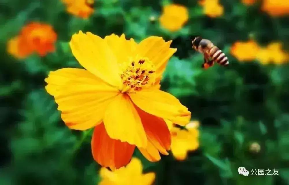 深圳5月哪里有花海看,深圳五一哪里可以看花海