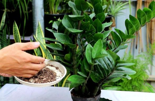 养金钱树小苗怎么施肥,养金钱树防烂根黄叶