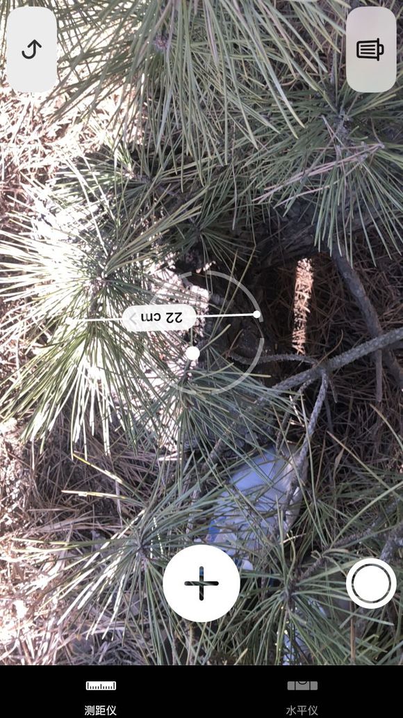 精品黑松盆景大全,精品黑松盆景欣赏