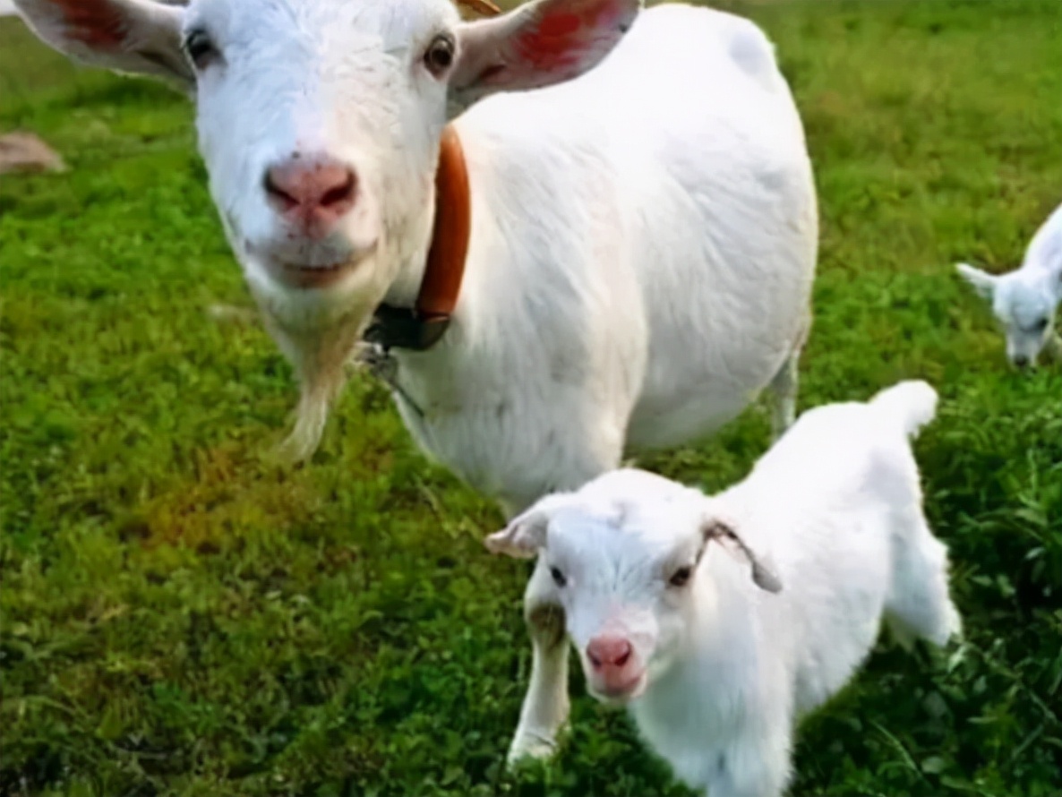 母羊奶水不够怎么办,母羊奶水不够小羊吃怎么办