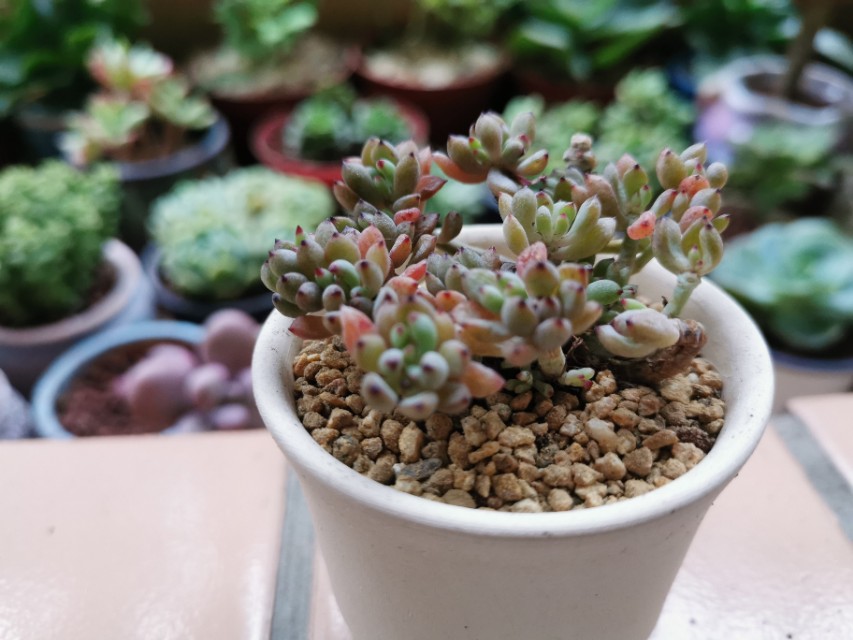 又美又好养还爱爆盆的多肉品种,什么品种的多肉好看又好养