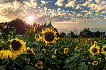 上海周边农家乐旅游推荐,上海周边独栋民宿农家乐推荐