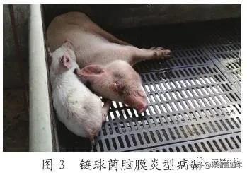 猪脑炎有治吗,猪得了脑炎喂什么药