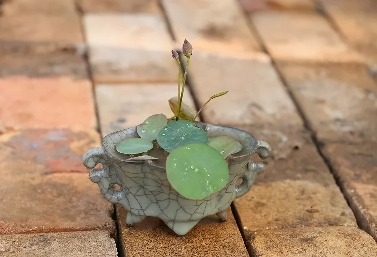 碗莲种子快速出芽的方法,碗莲种子可以用透明容器泡发吗