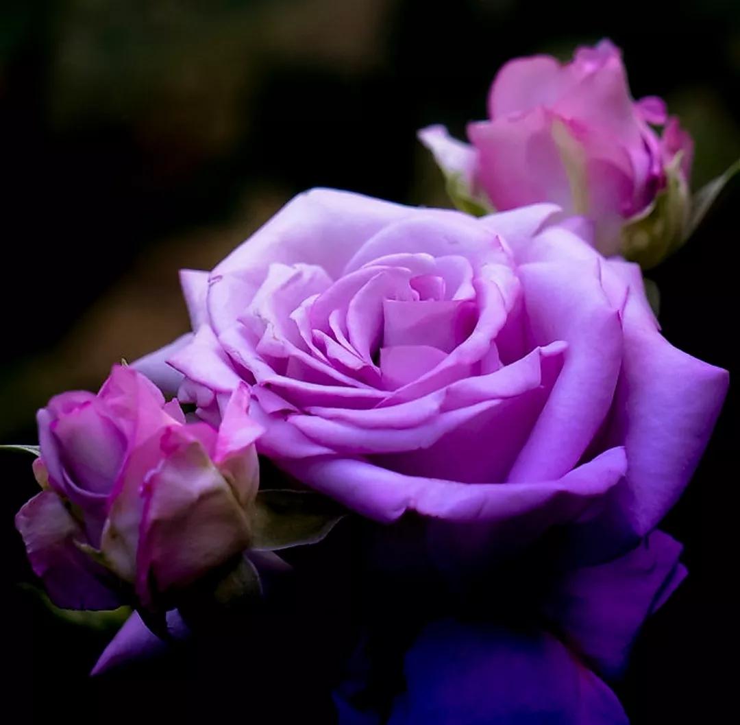 蓝色妖姬浪漫情怀,蓝色妖姬忧郁蓝调