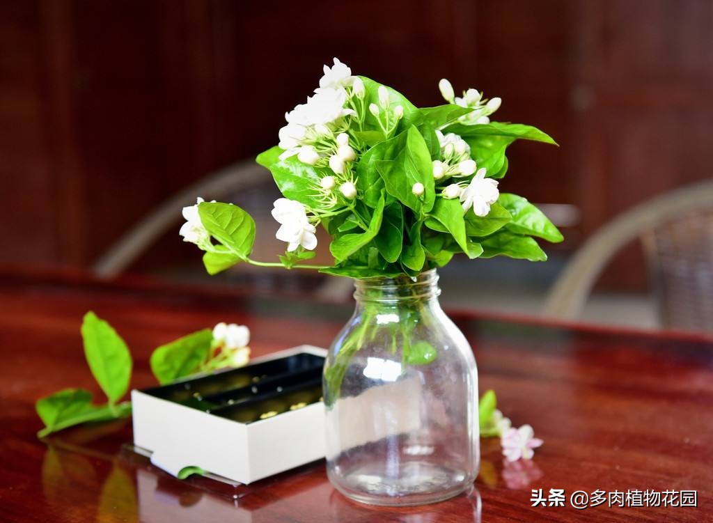 茉莉花这样养长势旺盛花香四溢,茉莉花花香四溢