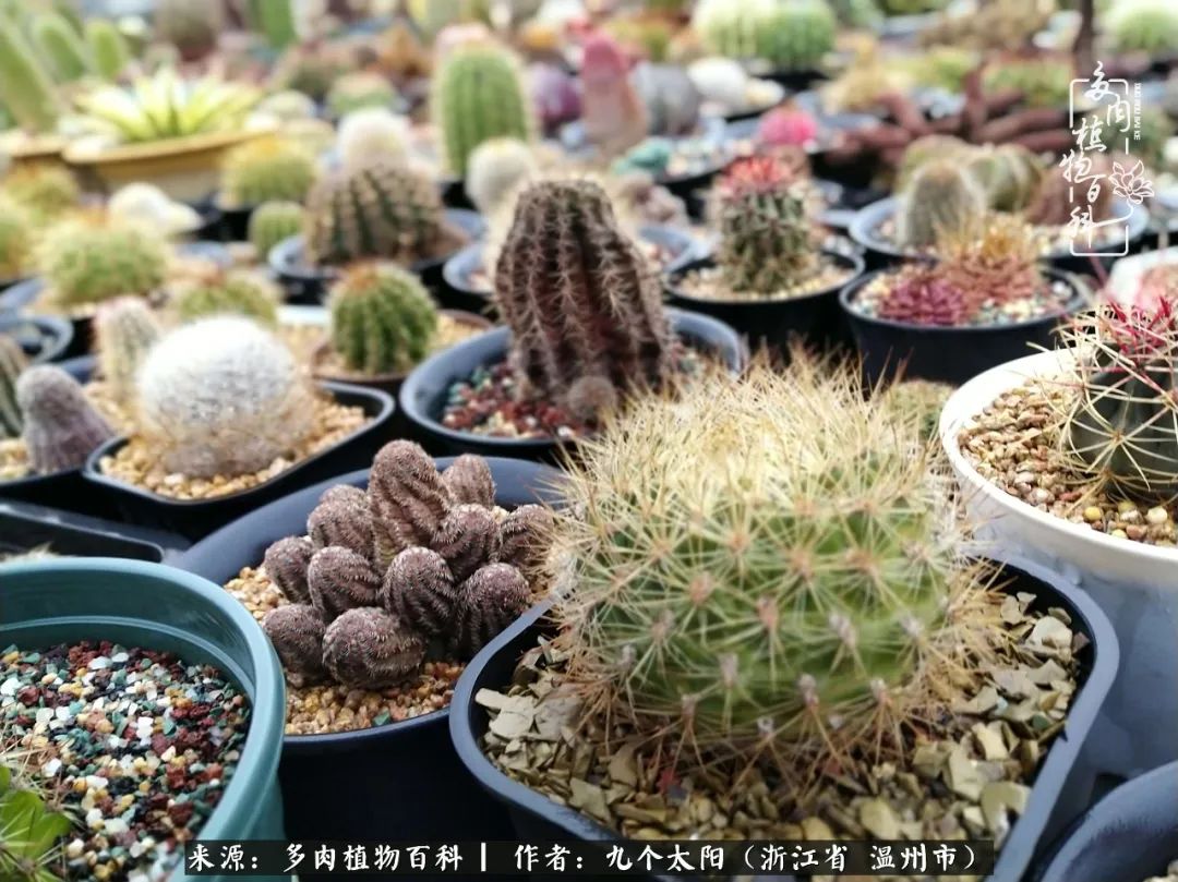 景天、球和龙舌兰，只要是多肉，都喜爱