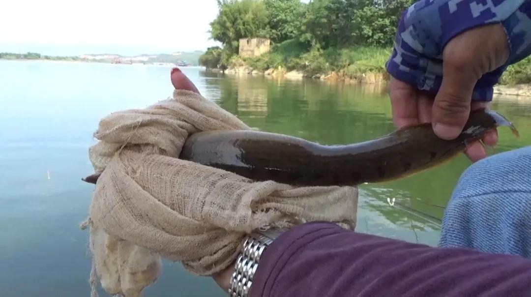 这6种“伤人鱼”是最伤人的,很多钓友被刺过,钓到要注意了