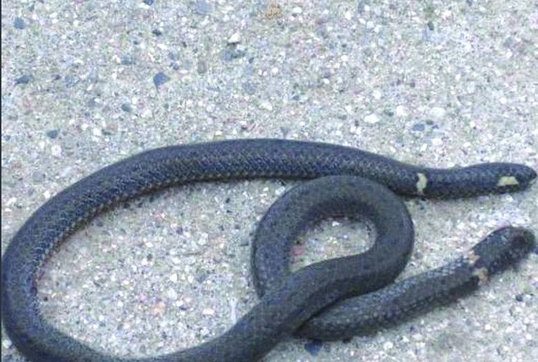 美国居民轻松捕获双头蛇，原因有些搞笑，两个头在争夺身体控制权