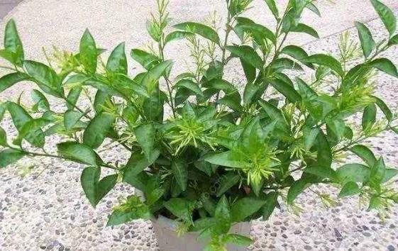 驱蚊香植物能驱蚊吗,驱蚊植物真的能驱蚊吗