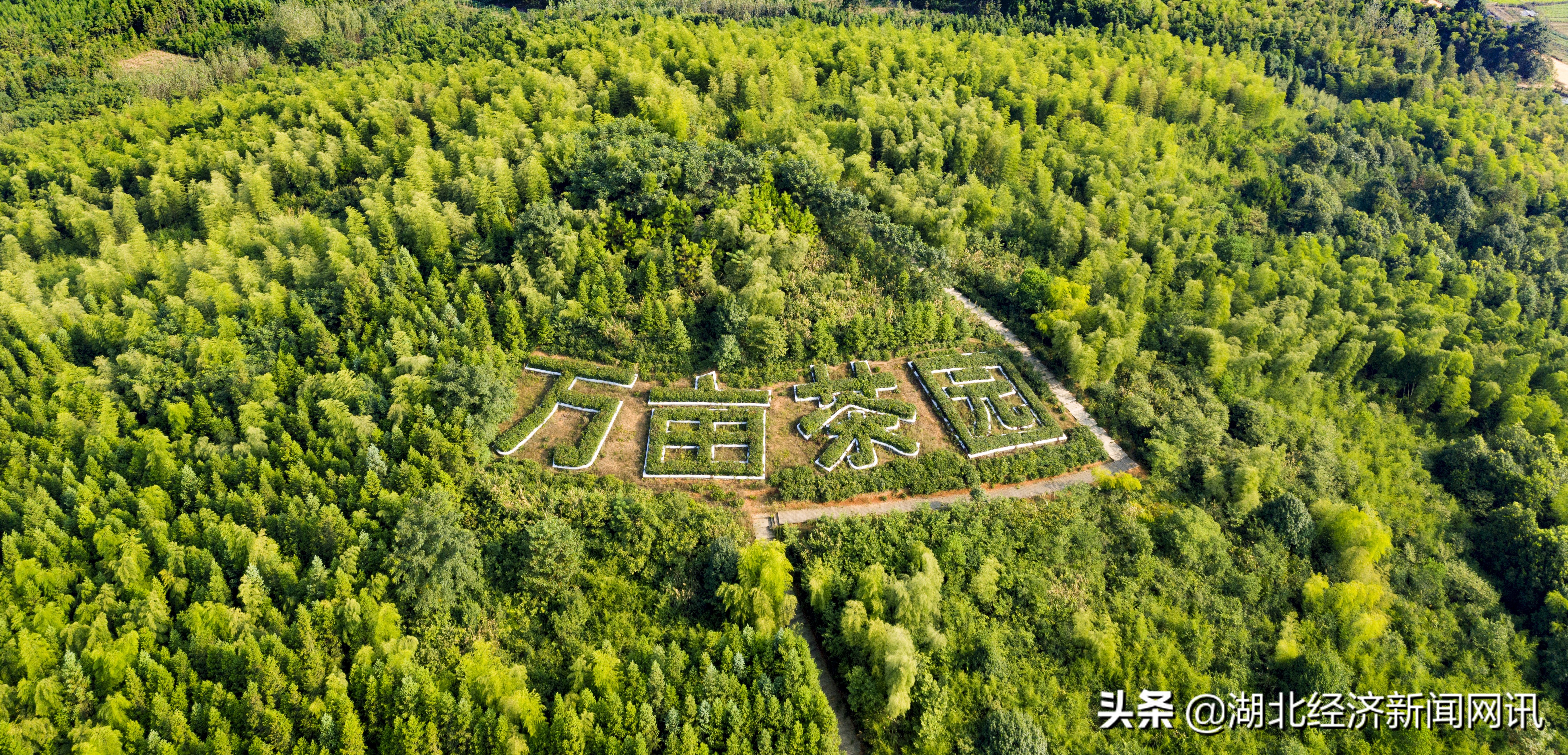 湖北赤壁青砖茶制作,湖北赤壁青砖茶最新消息