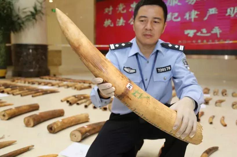 濒危野生动物案件判决,西盟野生动物保护刑事案例