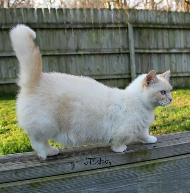 贵族阿比西尼亚猫,神秘的波斯猫