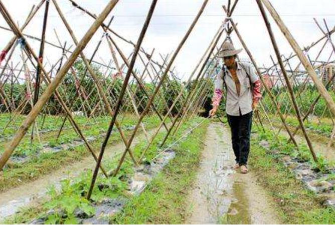 什么除草剂不能在果园使用,这些除草剂千万别在果园用