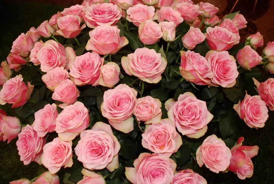 法国小镇格拉斯香水小镇,格拉斯香水小镇适合老人居住吗