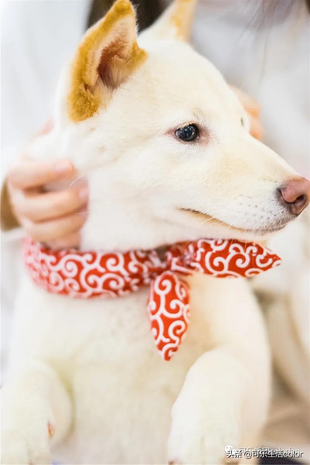 广州撸柴胜地！仲有怀旧零食、游戏室激萌柴犬周边