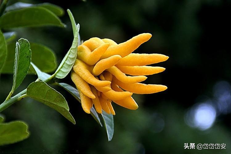 《红楼梦》的细枝末节中，隐藏着泼天富贵