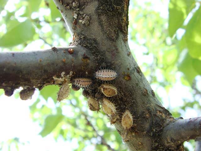 杏树上面的树虱子怎么治,杏树虱怎么治