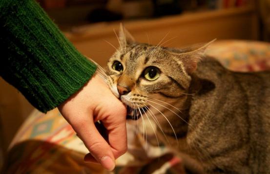 刚养猫怎么防止猫咪抓人,刚到家的小猫喜欢咬人