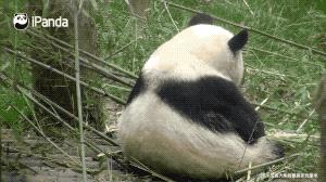 好看的熊头像,好看的熊娃娃