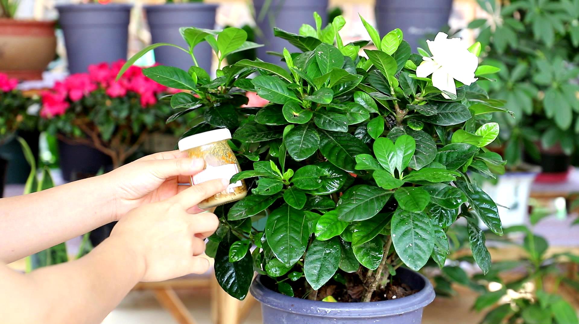 绿萝浇黄豆水的正确方法,绿萝用黄豆水来做肥料真的很好吗