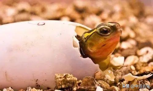 新手养水龟最好养什么龟,新手养半水龟哪个品种好