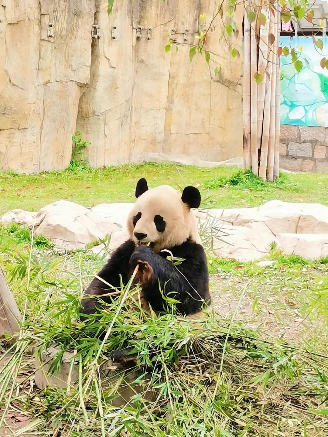 上海野生动物园旅游攻略路线推荐,上海野生动物园旅游攻略50字