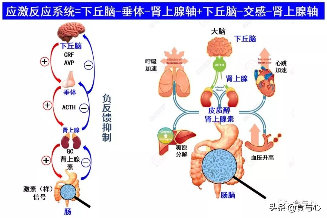 肠漏综合征的五大危害,肠瘘是一切病的根源