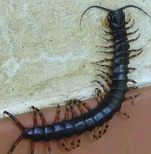 园子里的昆虫有多少,花园里的小动物哪些是昆虫